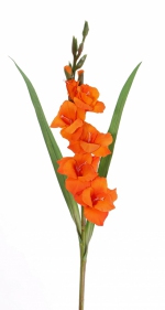 Gladiool (Zwaardlelie) (Gladiolus) 83cm